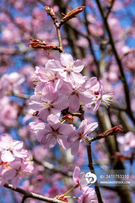 Prunus sargentii a springtime flowering cherry tree plant with pink flower blossom in the spring season which is commonly known as Sargent’s cherry, stock photo image