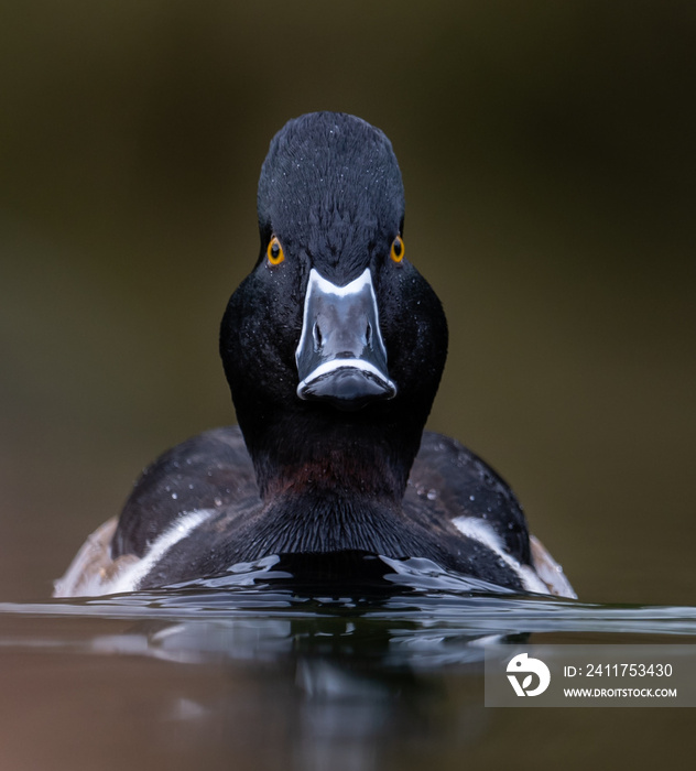 Ring Necked Duck in Canada