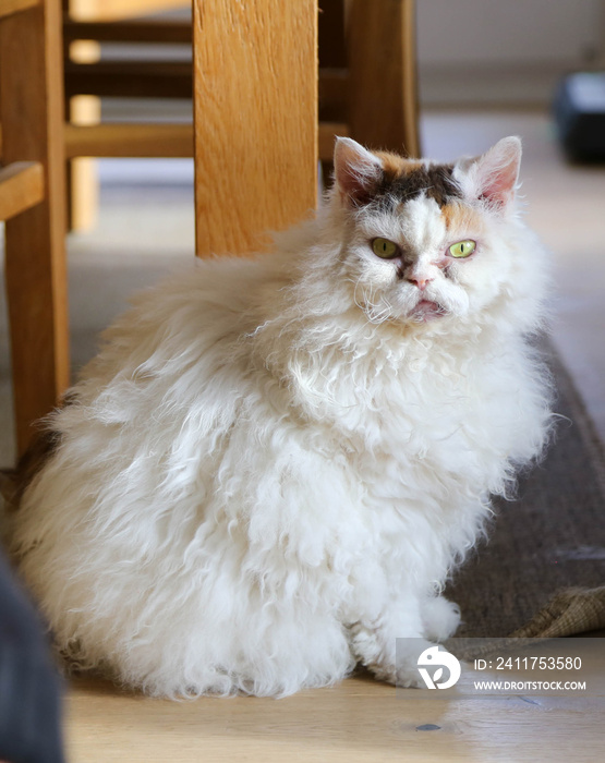 Selkirk Rex cat at the table