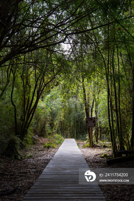 Sendero en el bosque