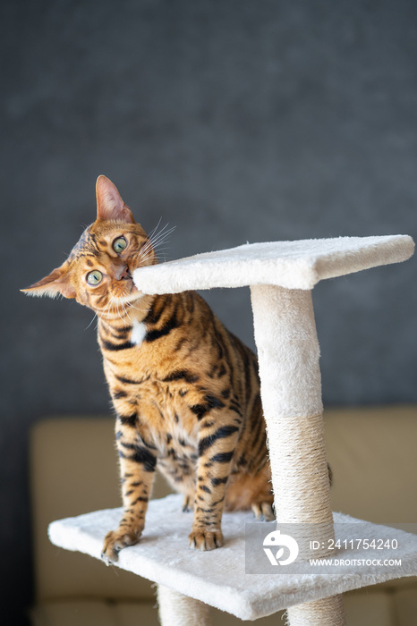 Portrait of a bengal cat, close up