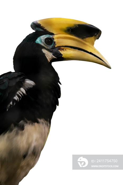 hornbill bird isolated