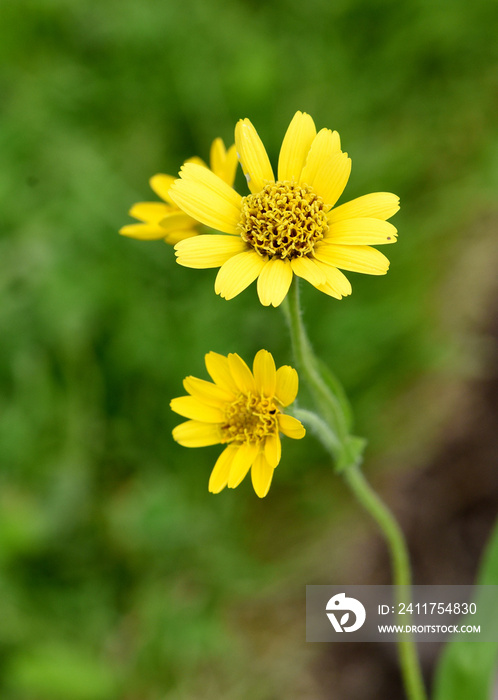 Arnika, Arnica chamissonis, Wiesenarnika