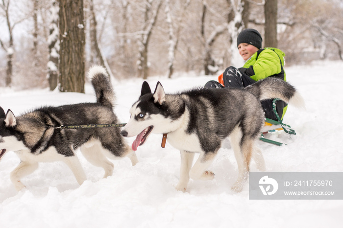 Dogs of the Husky breed ride the child on the sled in winter