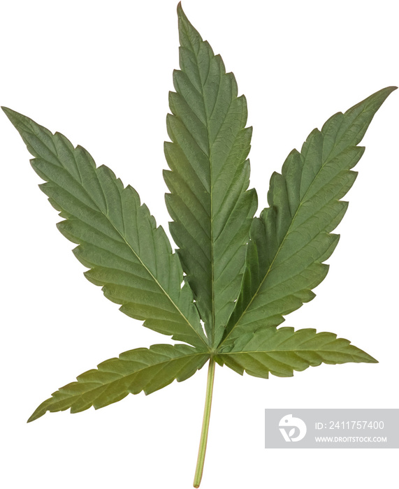 cannabis, hemp leaf cut out on transparent background.