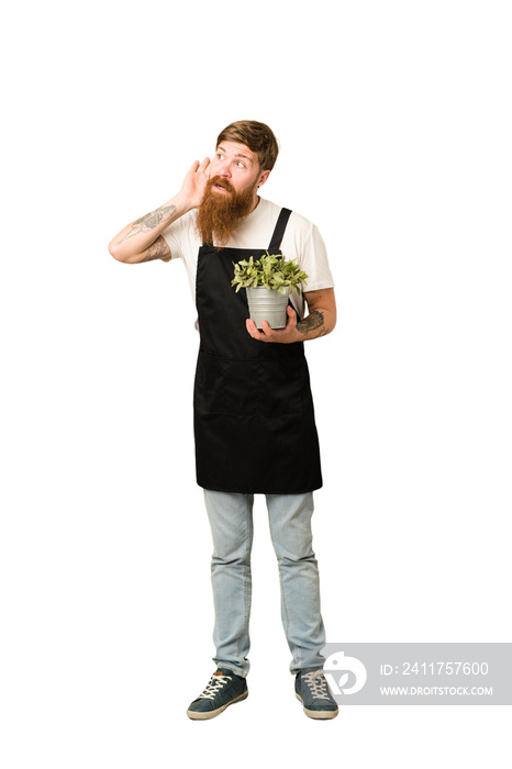 Young adult redhead gardener man holding a plant full body isolated trying to listening a gossip.