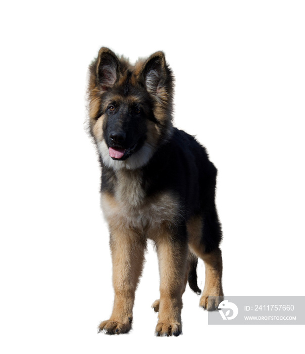 Cute young German shepherd dog watching something on a white background in France.
