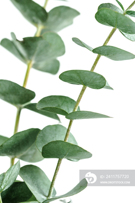 Eucalyptus branches in glass vase on white background, Home decoration design element.