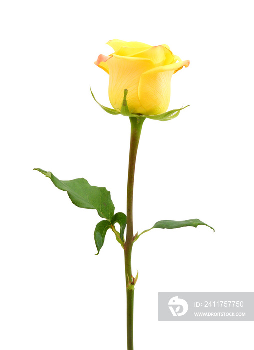 single yellow rose isolated on white background