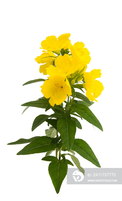 evening primrose flower isolated