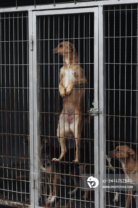 young puppies at the dog shelter