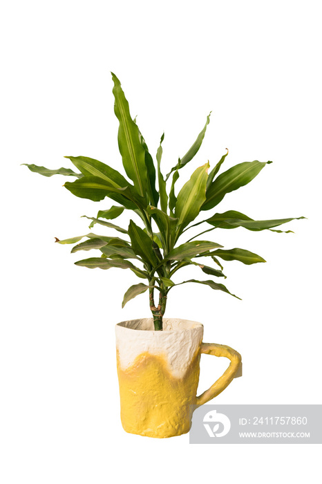 Cut out dracaena plant in a pot, home decoration isolated