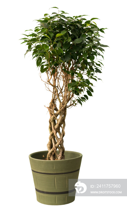 Cut out ficus plant in a pot, home decoration isolated