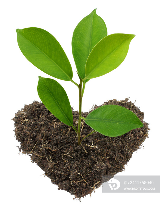 Young green plant and heart shape soil