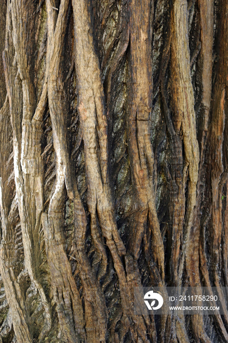 Sweet chestnut tree bark