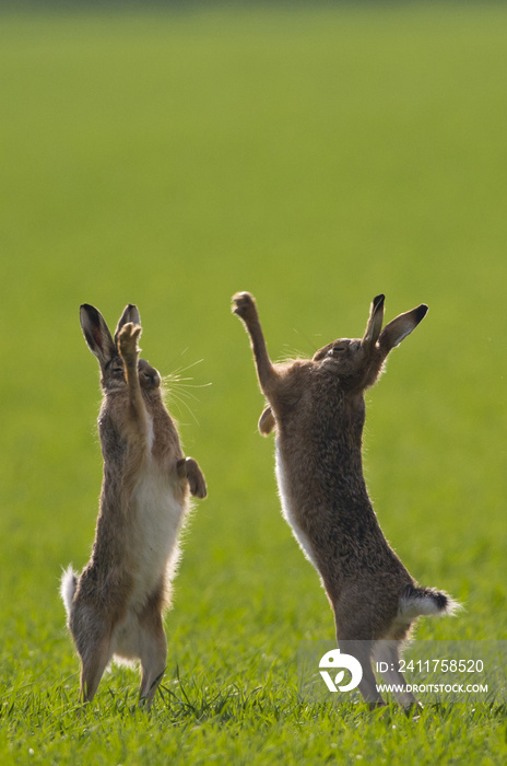 Brown Hares (lepus europaeus) boxing