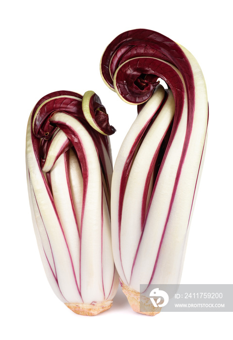 Red Treviso chicory