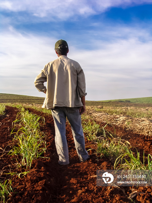 PIracicaba, Sao Paulo, Brazil, August 09, 2007. Farmer from the back looks at the sugarcane plantation of his farm in the countryside of Piracicaba