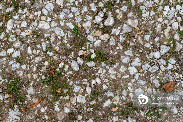 Small grass growing between pebbles on public path