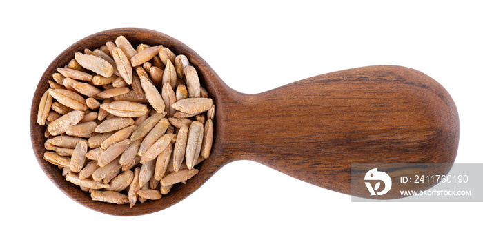 Rye grains isolated on white background. Pile of rye malt seeds in wooden spoon. Dry grains of winter rye. Top view.