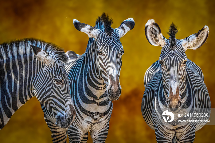 portrait of three zebras in front of a orange background