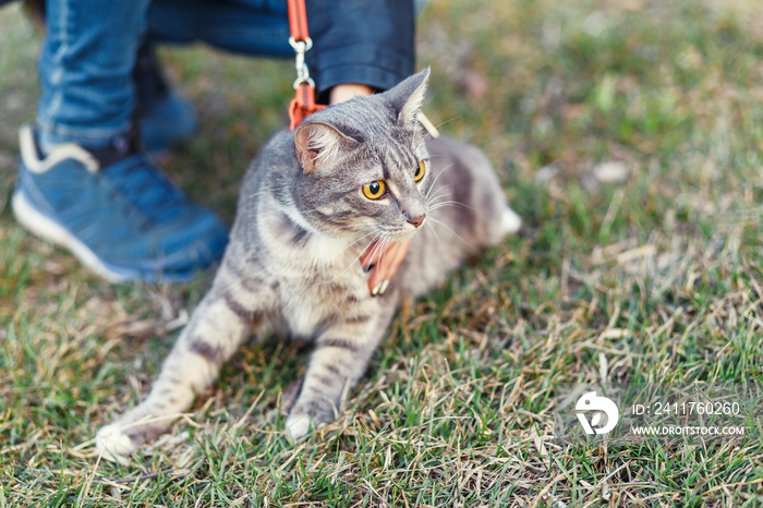 Domestic cat on a leash lying in the grass outdoors