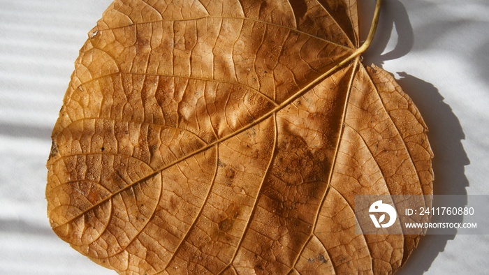 Brown leaf texture