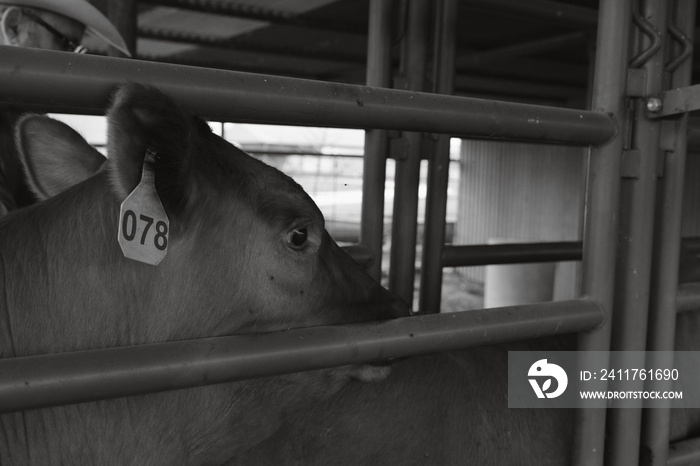 Angus cow in alley for cattle working concept in black and white.