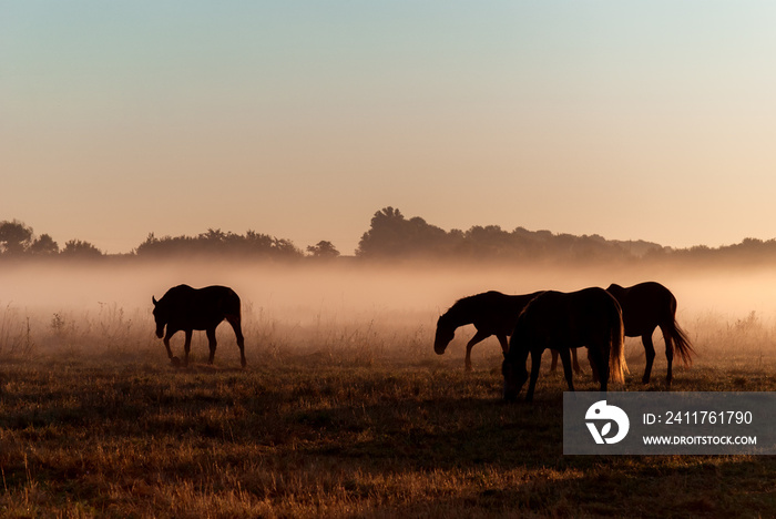 Herd of horses grazing in a field on a background of fog and sunrise. Horse silhouettes.