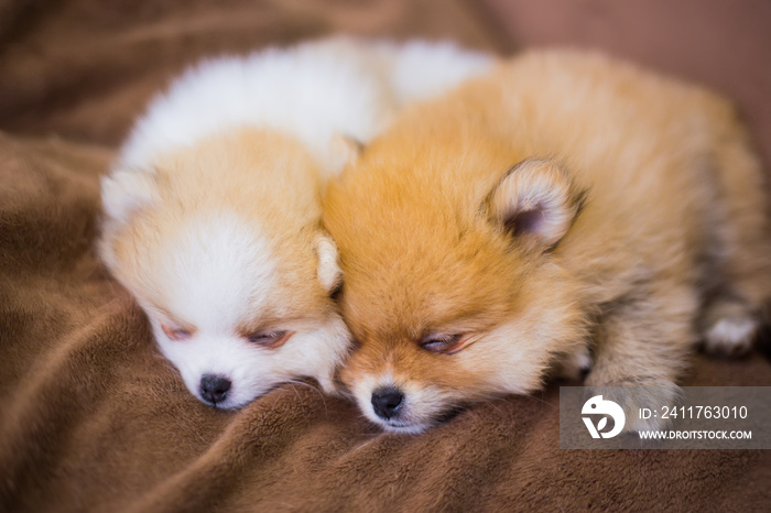 Two cute fluffy pomeranian Spitz puppies sleeping on brown blanket