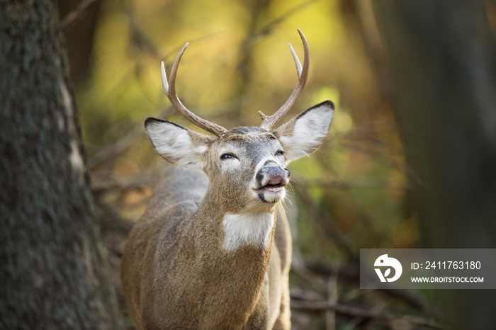 A small Whitetail deer buck curls his lips and sniffs the air around him early one morning in the forest.