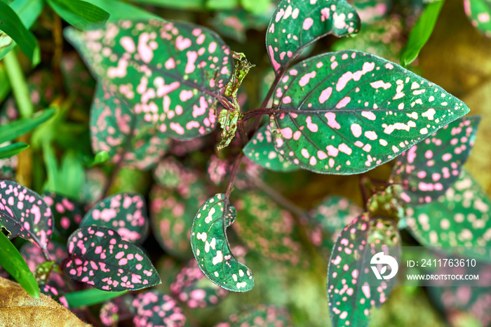 Hypoestes phyllostachya with pink spotted leaves, polka dot plant