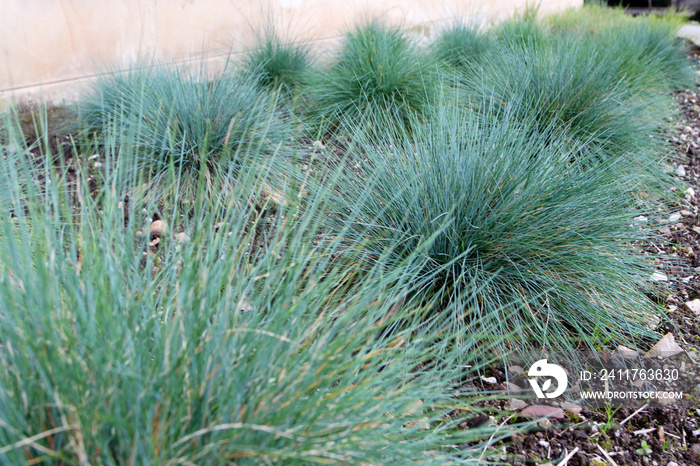 Blue fescue or festuca glauca groundcover plants