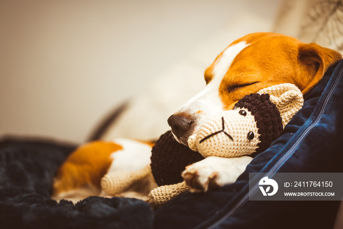 Adorable Beagle dog sleeping with his favorite sheep toy. Canine background. Lazy rainy day on couch