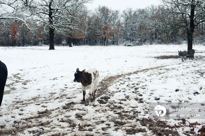 Beef calf walking on path through winter snow in rural Texas field.  Cattle farm in cold weather concept for agriculture.