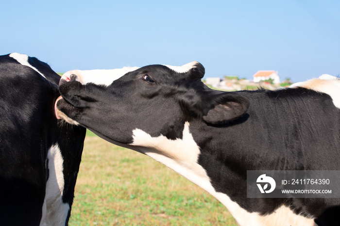 Lovely dairy cow, licking another one of them with its tongue. Concept of nature.