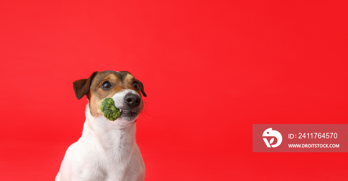 Cute funny dog with broccoli on color background with space for text