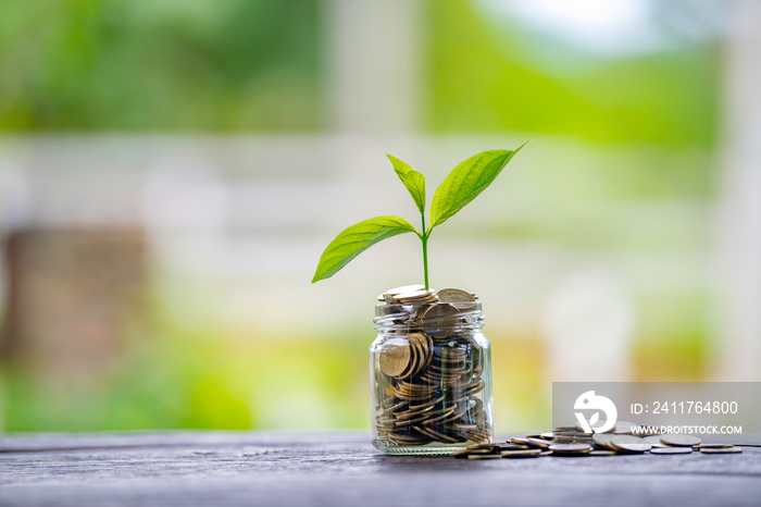 Glass jar with coins Plant seedlings grow on bottles - investment ideas for growth