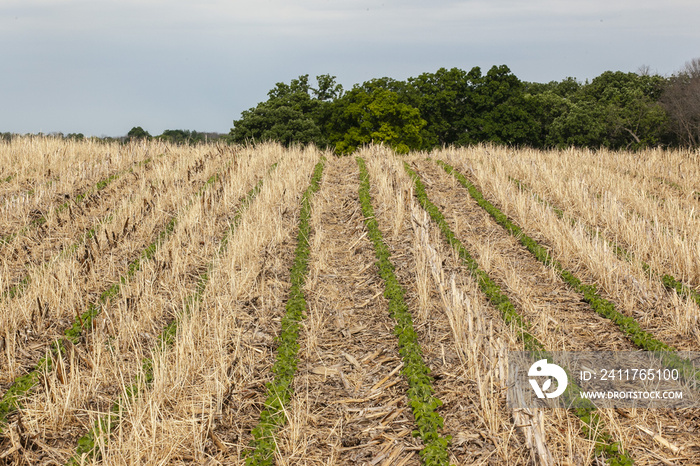 Rows of no-till soybeans going up a hill in a field of corn and rye residue with woods behind.