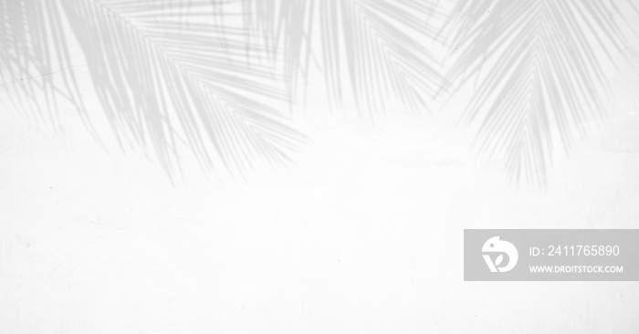 shadow of palm leaves on white cement wall background