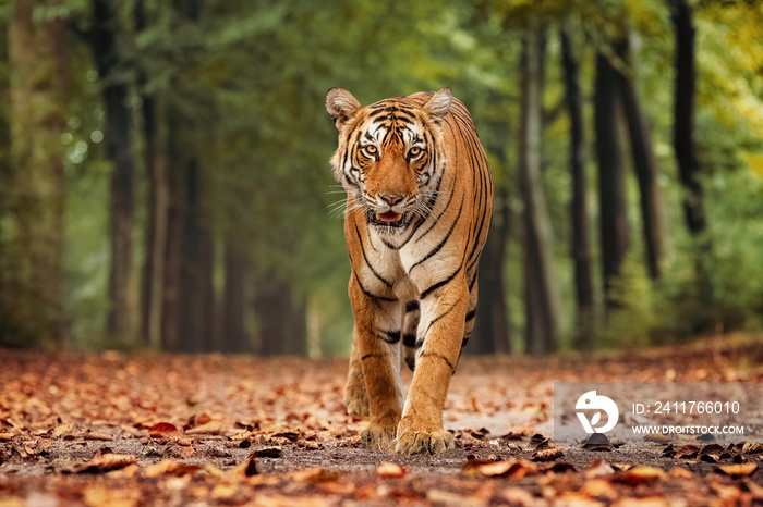 Bengal Tiger in Bannerghatta forest in Karnataka India, shot with bokeh background