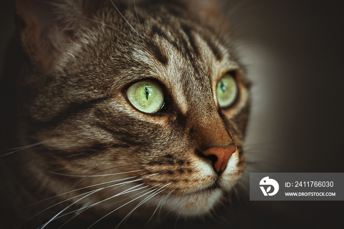 cat, animal, eyes, pet, feline, kitten, fur, cute, face, domestic, eye, portrait, kitty, green, pets, tabby, whiskers, look, mammal, gray, hair, white, head, cats, closeup, adorable, background, beaut