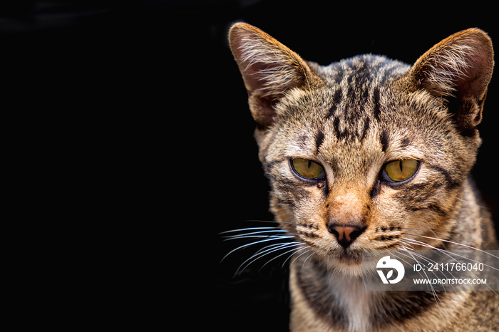 Cute Brown tabby cat on dark background