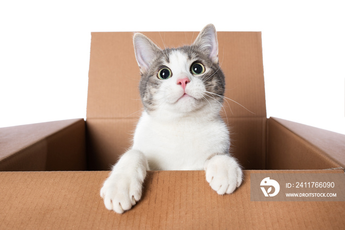 Kitten looks out of a box isolated on white