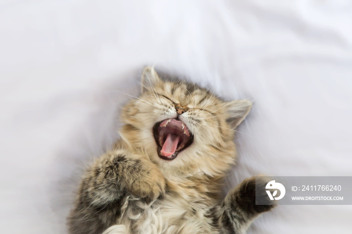 sleepy persian kitty cat yawning and laying down on white blanket. copy space and selective focus.