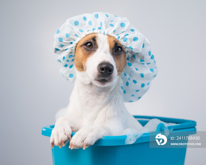 Funny friendly dog jack russell terrier takes a bath with foam in a shower cap on a white background. Copy space