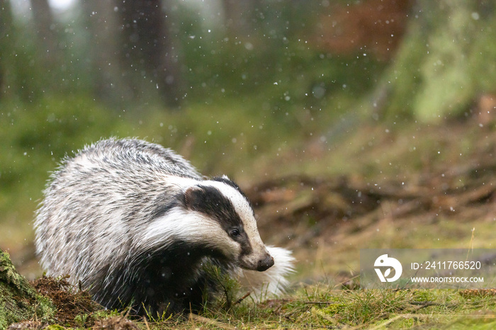 The European badger is searching for food in the forest closeup