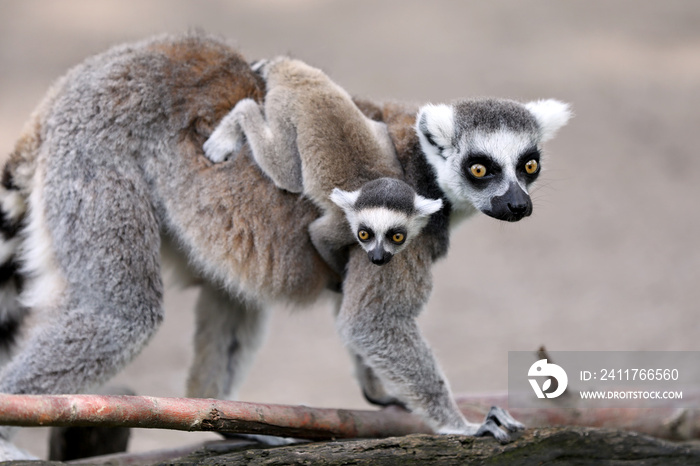 Ring-Tailed lemur