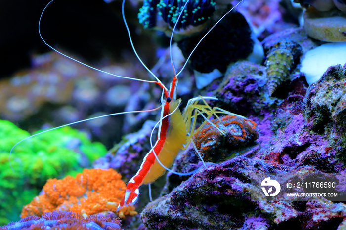 Red skunk cleaner shrimp - Lysmata Amboinensis