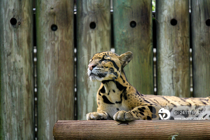 Clouded Leopard